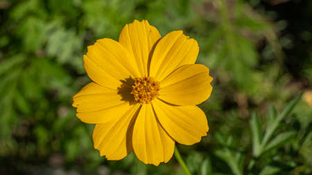 Yellow-orange flowers, Nong Prajak Park, Udon Thaniの写真素材