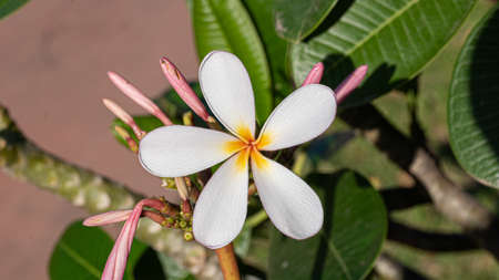 White Plumeria flower in the center with yellow circlesの写真素材
