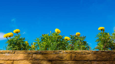 Beautiful of marigold with the sky in Rainy season. Landscape of Marigold flower at The highest viewpoint Phetchabun, Thailand, Asia, Yellow Marigold flower isolated on sky background.の写真素材