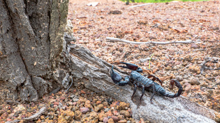 photo of asian forest scorpion. A scorpion climbing up the tree.