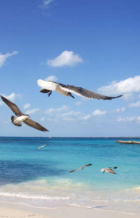 birds in cancun, mexicoの写真素材