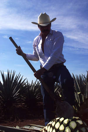 tequila production in  tequila, jalisco, mexicoの写真素材
