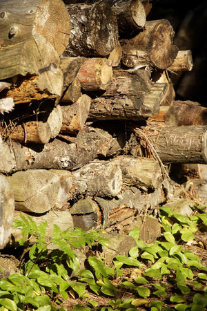 wood, montreal, canada, america