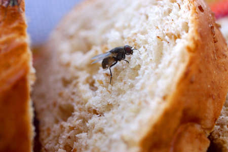 fly on a peace of bread on the table of a beach restaurantの写真素材