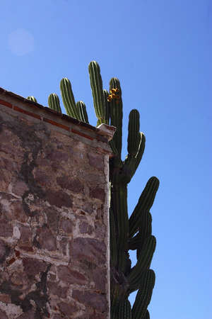 detail of the wall of a colonial house with cacti in the town of Alamos in the northern state of Sonora, Mexico, Latin Americaの写真素材