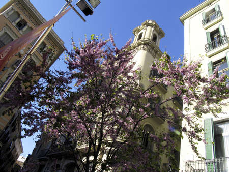 blossom of a tree down down Barcelona  at the city of Barcelona, Catalunya, Spain, Europeの写真素材