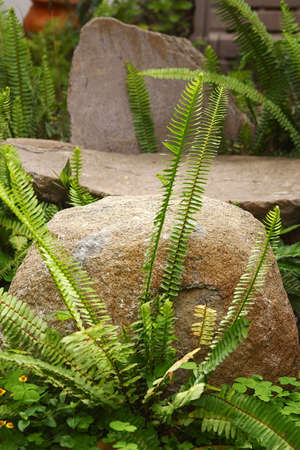 design of a stone gardenの写真素材