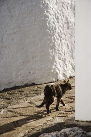 cat in Gaucin, Andalusia, Spainの写真素材