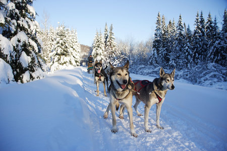 dogs in Quebec, Canada