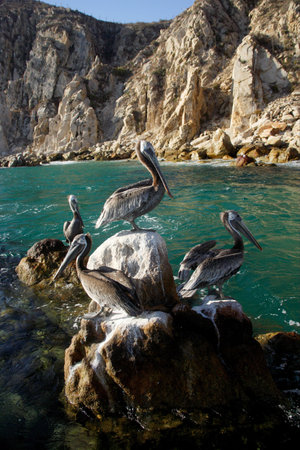 birds in Los Cabos, Baja California Sur, Mexicoの写真素材