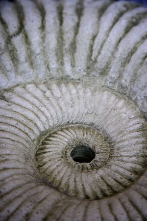 fossil detail at the jurassic coast in englandの写真素材