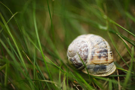snail detailの写真素材