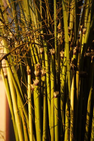 plants detail, decoration of a modern homeの写真素材
