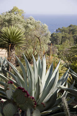 Mar i Mutra Bothanical Garden in Blanes, Costa Brava, Catalonia, Spain の写真素材
