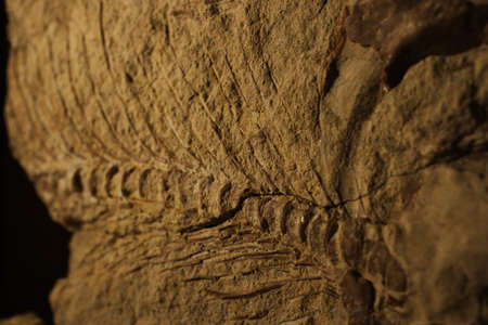 Jurassic Coast, south of England, Europe の写真素材