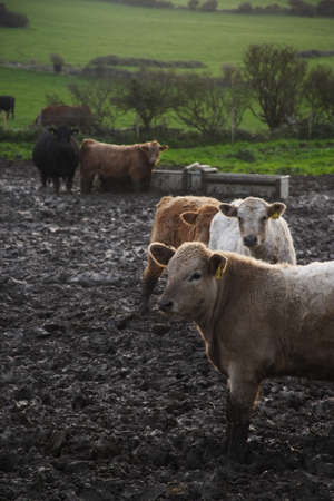 Jurassic Coast, south of England, Europe の写真素材