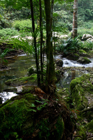 nature in Chiapas, south of Mexico