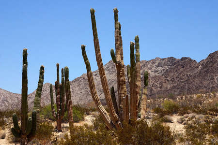 desert detain in Baja California, Mexicoの写真素材