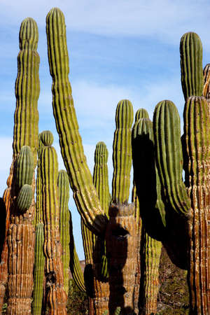 cactus in Mexico, Latin Americaの写真素材