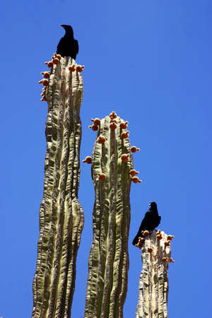 cactus in Mexico, Latin Americaの写真素材