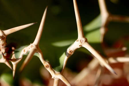 Cactus. Baja California, MexicoÊの写真素材