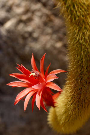 Cactus. Baja California, MexicoÊの写真素材