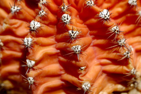 Cactus. Baja California, MexicoÊの写真素材