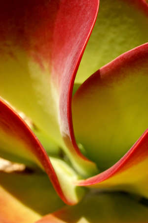 Cactus. Baja California, MexicoÊの写真素材