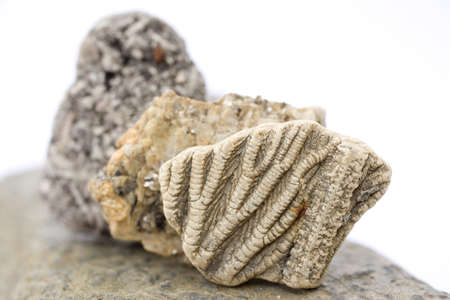 fossil and other rocks detailの写真素材