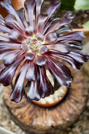 garden detail in a house in the northern of Europeの写真素材