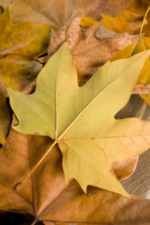 autumn details. ideal for decorate the home or office