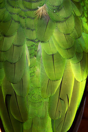 Birds in Iguazu Falls, at the border of Argentine and Brasil, Southamerica. の写真素材