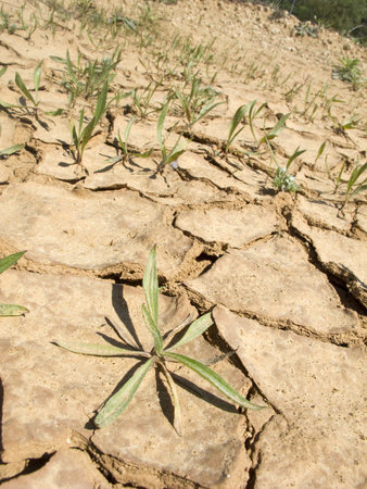 drought land in the fields of catalonia