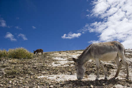 Donkeys at Island of the Sun -Isla del Sol-, Lake Titicaca, Bolivia, South Americaの写真素材