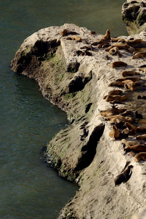 sea lions on the Valdes Peninsula, Patagonia Argentinaの写真素材