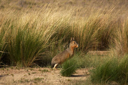 Wild rabbits in Patagonia Argentinaの写真素材