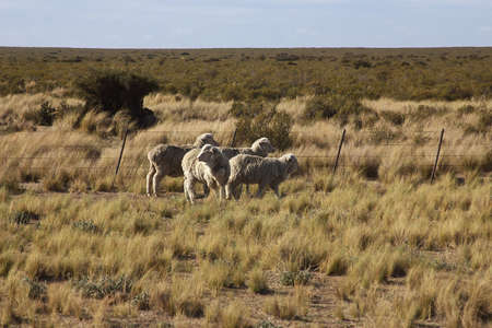 Wildlife in Peninsula de Valdes, Patagonia, Argentinaの写真素材