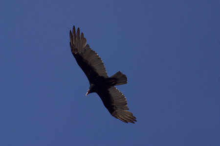 Wildlife in Peninsula de Valdes, Patagonia, Argentinaの写真素材