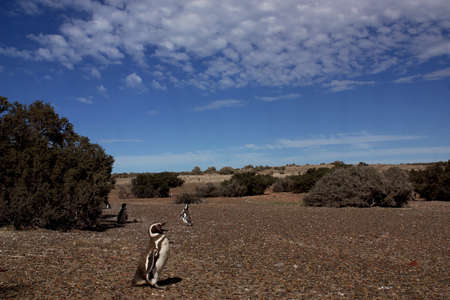 Magellanic Penguins at Peninsula Valdes, Patagonia, Argentinaの写真素材