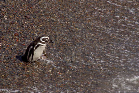 Magellanic Penguins at Peninsula Valdes, Patagonia, Argentinaの写真素材