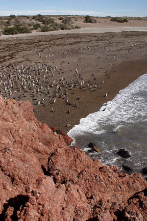 Magellanic Penguins at Peninsula Valdes, Patagonia, Argentinaの写真素材