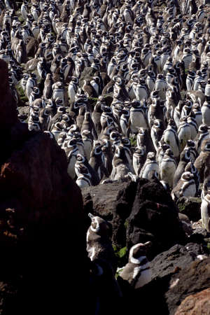 Magellanic Penguins at Peninsula Valdes, Patagonia, Argentinaの写真素材