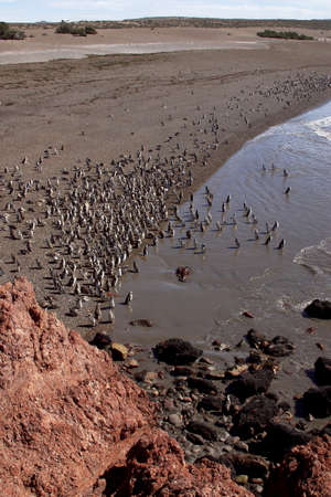 Magellanic Penguins at Peninsula Valdes, Patagonia, Argentinaの写真素材