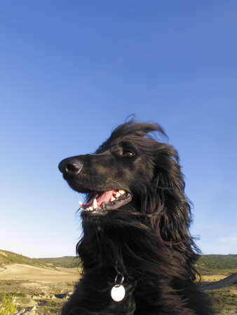Afghan dog portraitの写真素材
