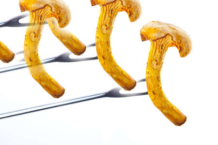mushroomsの写真素材