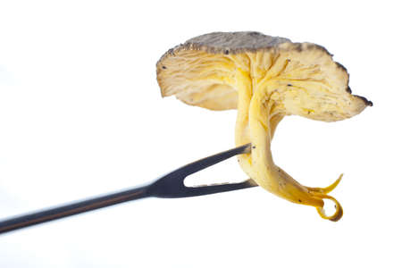 a detail of a organic mushroomの写真素材