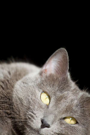 a grey cat taking a relax moment at homeの写真素材
