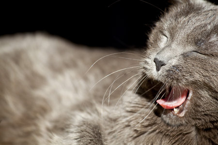 a grey cat taking a relax moment at home