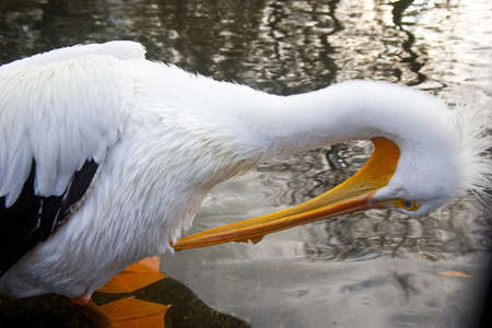 White pelicans at St. James Park in London, United Kingdom, Europeの写真素材