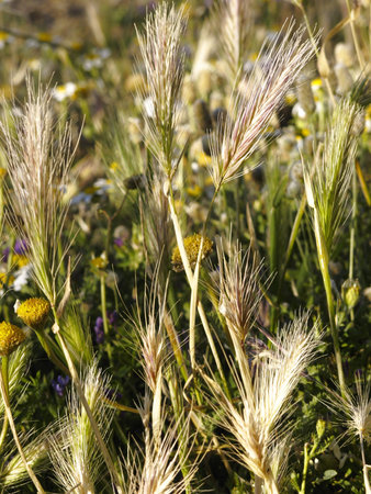 vegetation detail in spring